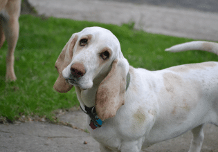 Δυστυχισμένος σκύλος: Πώς η επιστήμη βοηθά να κατανοήσουμε την ευζωία του