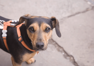 Ποιος είναι ο σωστός τρόπος να κρατάμε το λουρί του σκύλου μας