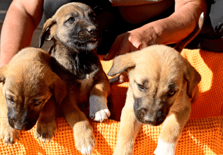 Δίνουμε τη στοργή μας σε οκτώ κουταβάκια που τα εγκατέλειψαν