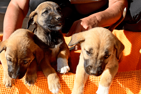 Δίνουμε τη στοργή μας σε οκτώ κουταβάκια που τα εγκατέλειψαν