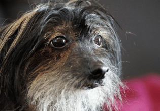 Πώς διαγιγνώσκεται η νόσος Addison στον σκύλο