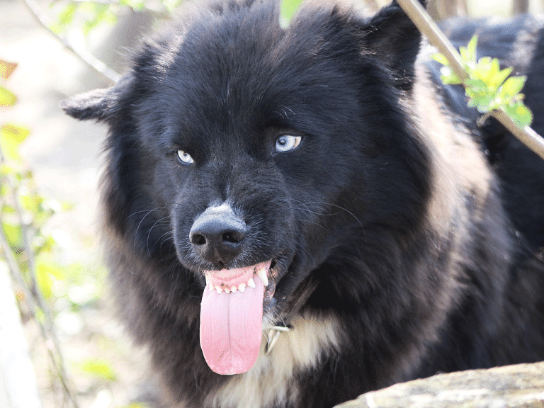 Γιατί ένας σκύλος φτάνει στο σημείο να επιτεθεί στους οικείους του