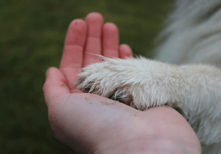 Κάνουμε τα σωστά βήματα για να μάθουμε στον σκύλο μας να δίνει το ποδαράκι του