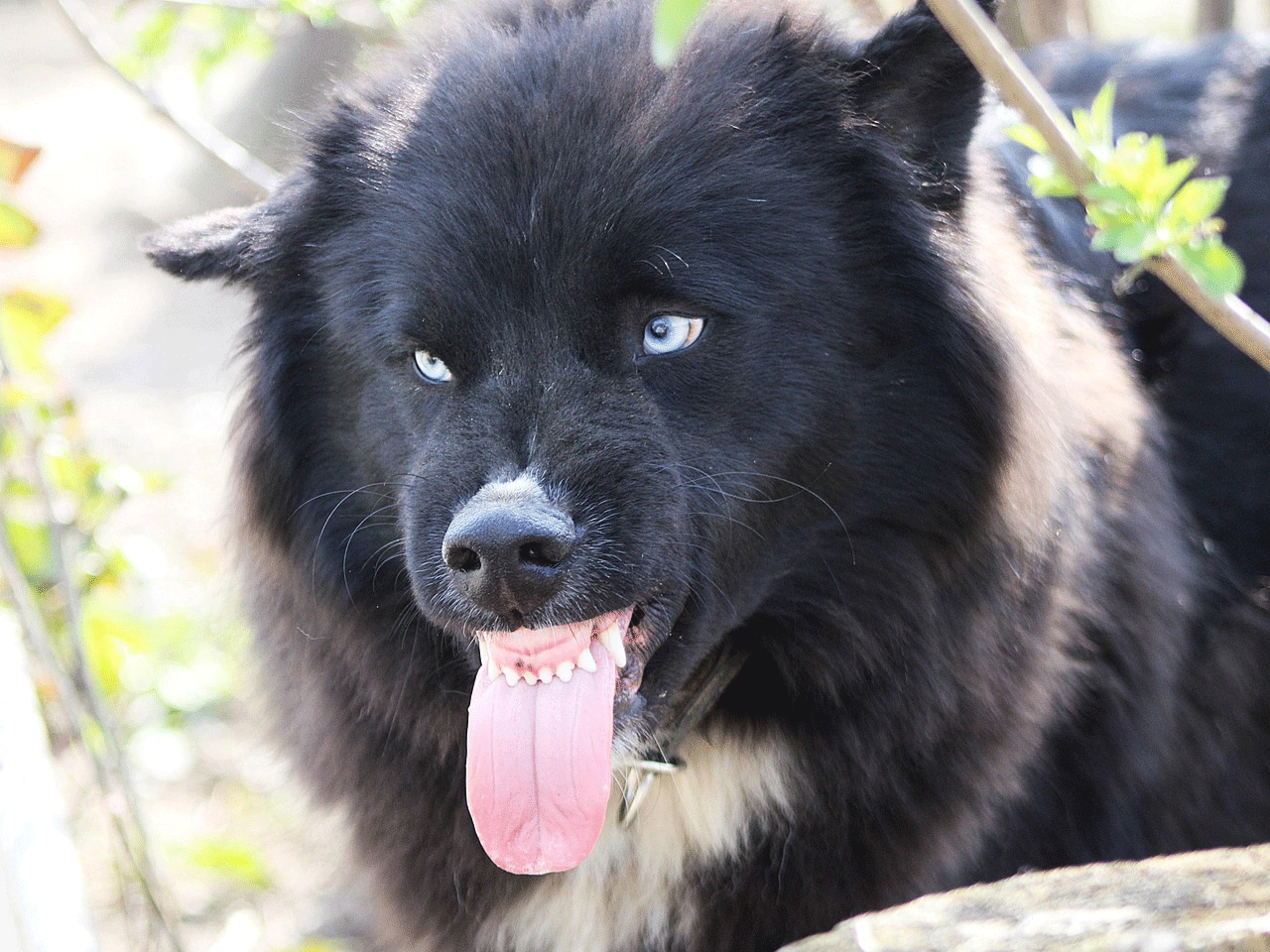 Γιατί ένας σκύλος φτάνει στο σημείο να επιτεθεί στους οικείους του