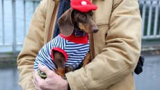 Πότε εμφανίστηκαν οι πρώτες ράτσες σκύλου; Μελέτη πηγαίνει πίσω μέχρι την Εποχή του Λίθου