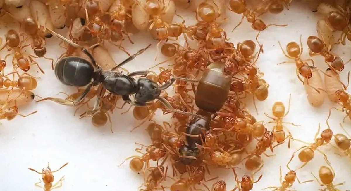 Παρασιτική βασίλισσα του είδους Lasius orientalis, αριστερά, επιτίθεται σε βασίλισσα του είδους L.flavus (Takasuka et al. 2025)