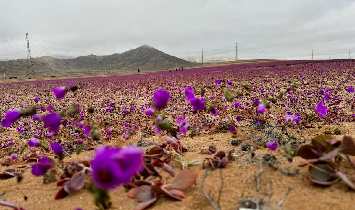 Ερευνητές μελετούν την αντοχή του αγριολούλουδου Cistanthe longiscapa στην ξηρασία (Reuters)