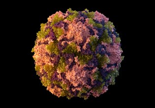 Ανησυχία για επιστροφή της πολιομυελίτιδας μετά την ανίχνευση του ιού στη Γερμανία