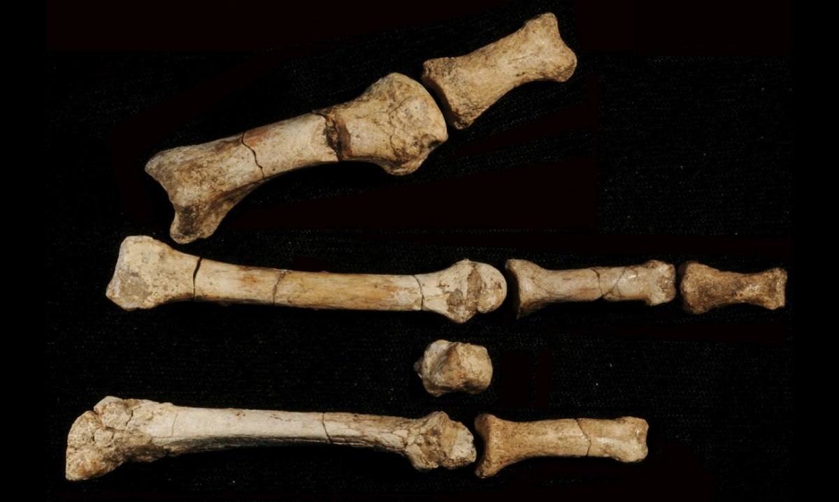 Δεύτερο συγγενικό μας είδος ζούσε ταυτόχρονα με τη «Λούσι» στην Αφρική