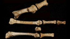 Δεύτερο συγγενικό μας είδος ζούσε ταυτόχρονα με τη «Λούσι» στην Αφρική