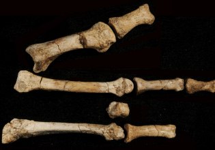 Δεύτερο συγγενικό μας είδος ζούσε ταυτόχρονα με τη «Λούσι» στην Αφρική