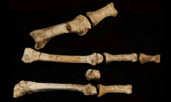 Δεύτερο συγγενικό μας είδος ζούσε ταυτόχρονα με τη «Λούσι» στην Αφρική