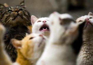 Κρήτη: Πρόστιμο 11.500 ευρώ σε γυναίκα που είχε 23 γάτες στο σπίτι της