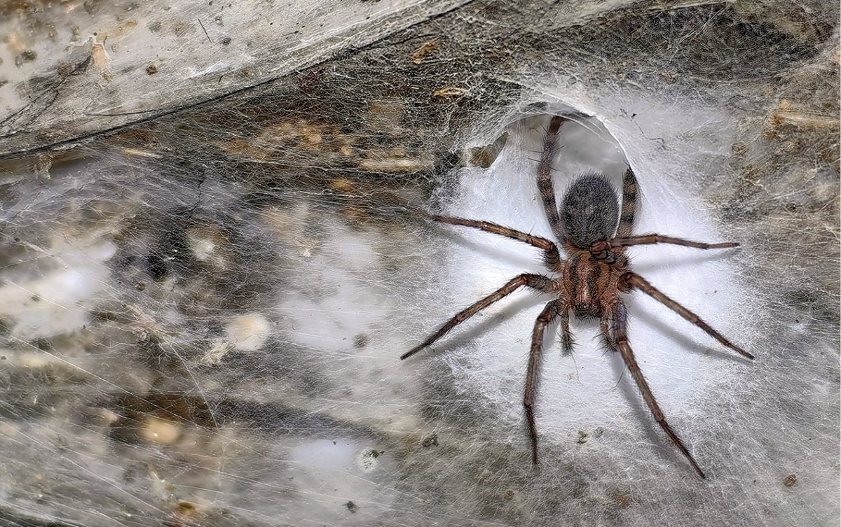 Κάθε αράχνη Tegenaria domestica υφαίνει τον δικό της επιμέρους ιστό (Urak et al. 2025, Subterranean Biology)