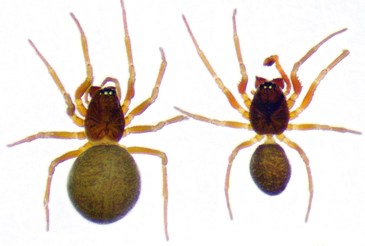 Η αράχνη Prinerigone vagans είναι το δεύτερο είδος της πελώριας αποικίας (Urak et al. 2025, Subterranean Biology)