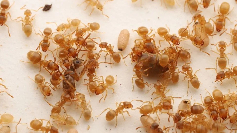 Εργάτριες του είδους L. flavus έχουν κόψει τη βασίλισσά τους στη μέση (Takasuka et al. 2025)