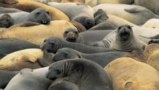 Η γρίπη των πτηνών αποδεκατίζει τους θαλάσσιους ελέφαντες της Ανταρκτικής