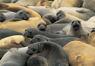 Η γρίπη των πτηνών αποδεκατίζει τους θαλάσσιους ελέφαντες της Ανταρκτικής