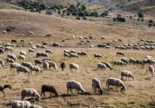Λασίθι: Πρόστιμο 1 εκατ. ευρώ σε κτηνοτρόφο για ζημιές από ανεξέλεγκτη βόσκηση μετά από 300 μηνύσεις εις βάρος του
