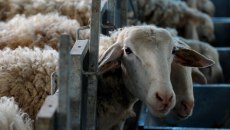 «Θα αφήσουμε τους ποιοτικούς ελέγχους στο ελαιόλαδο για να μετράμε αιγοπρόβατα;»