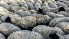 Ευλογιά προβάτων: Νέα μέτρα τύπου κορονοϊού – Πληροφορίες για 1.000.000 παράνομες δόσεις εμβολίων στην Ελλάδα