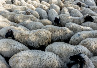 Ευλογιά προβάτων: Νέα μέτρα τύπου κορονοϊού – Πληροφορίες για 1.000.000 παράνομες δόσεις εμβολίων στην Ελλάδα