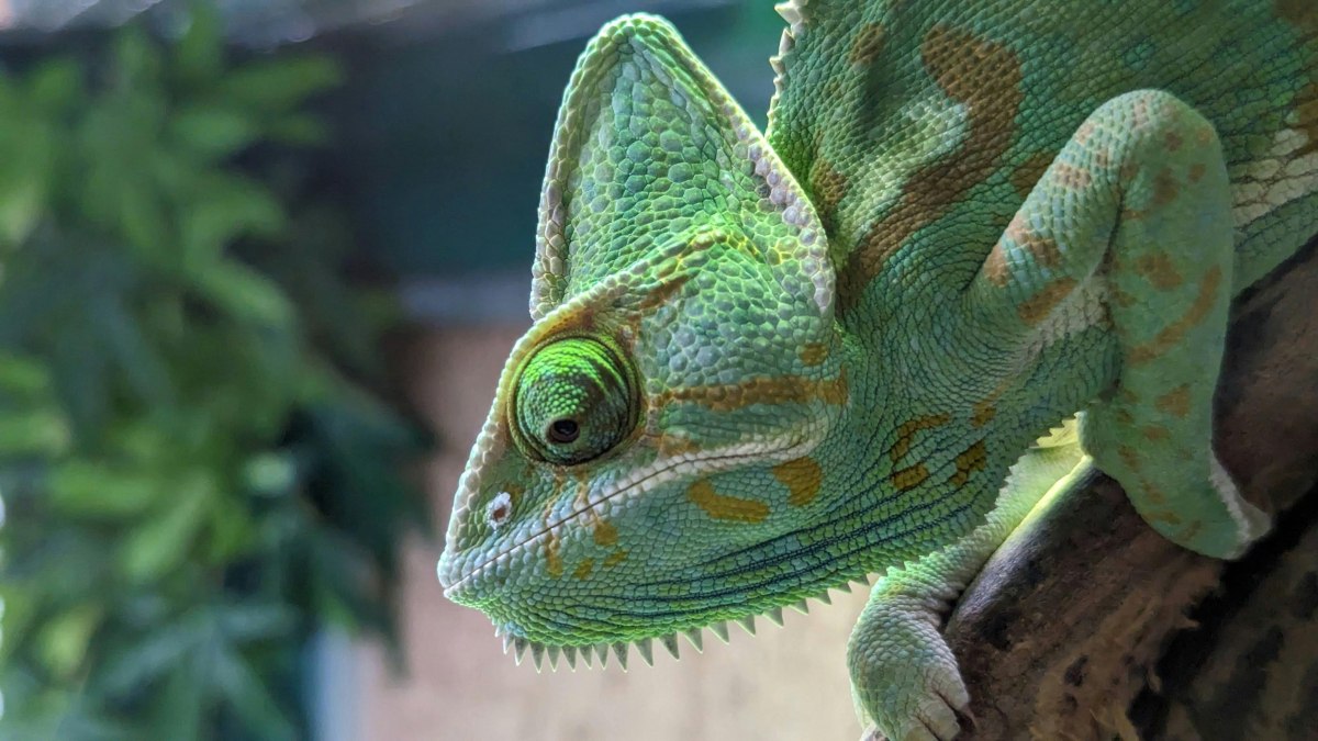 Τα μάτια του χαμαιλέοντα διαψεύδουν τον Νεύτωνα και τον Αριστοτέλη