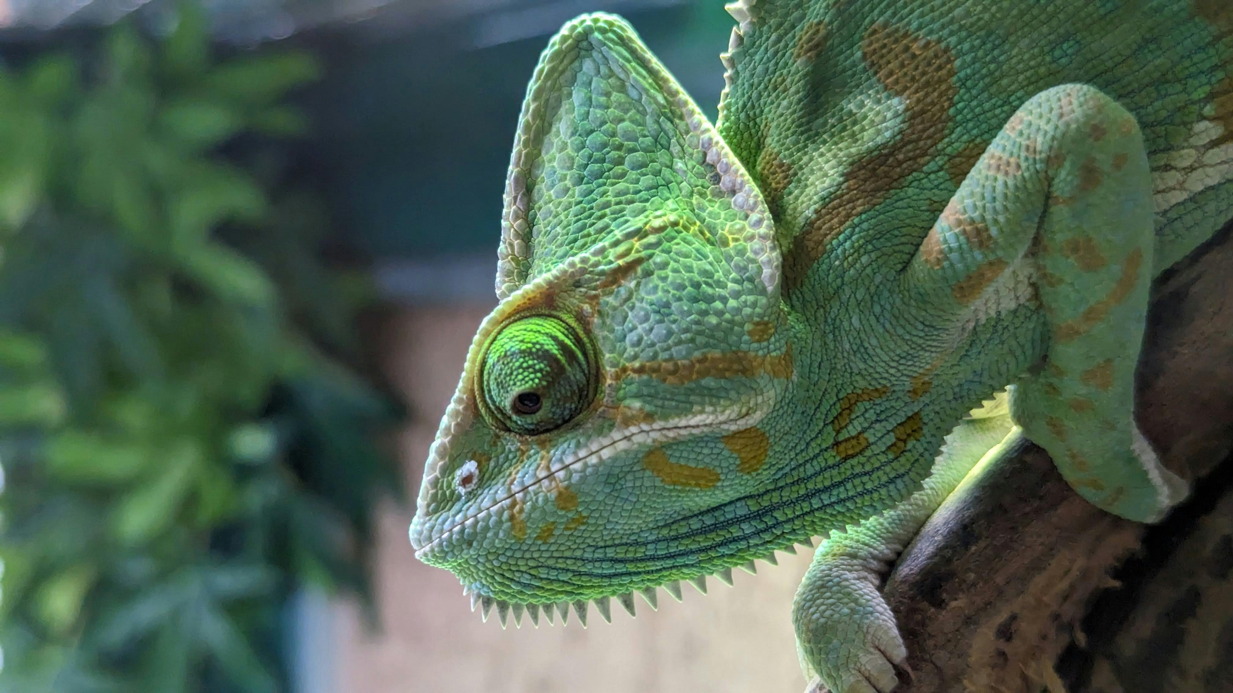 Τα μάτια του χαμαιλέοντα διαψεύδουν τον Νεύτωνα και τον Αριστοτέλη