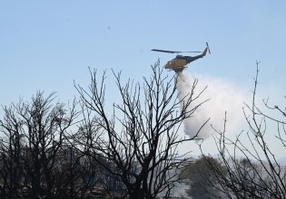 Ελεγκτικό Συνέδριο: Οι «κίτρινες κάρτες» για τις αναδασώσεις – Οι ενστάσεις και η φετινή αντιπυρική περίοδος