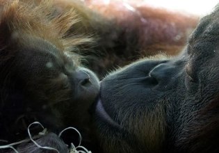 Ένα φιλάκι είναι λίγο, πολύ λίγο… – Επιστήμονες προσδιόρισαν πότε έγιναν οι πρώτοι ασπασμοί