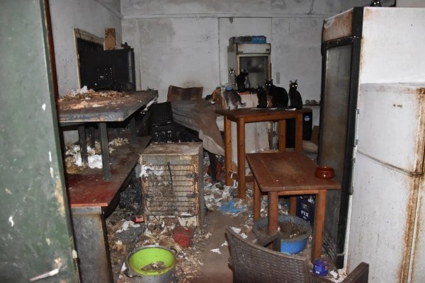 Δονούσα: Πρόστιμο πάνω από 1,7 εκατ. ευρώ στον 63χρονο που είχε 58 γάτες σε ακατάλληλες συνθήκες [εικόνες]