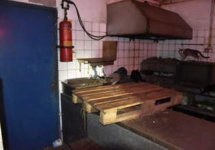 Δονούσα: Πρόστιμο πάνω από 1,7 εκατ. ευρώ στον 63χρονο που είχε 58 γάτες σε ακατάλληλες συνθήκες [εικόνες]