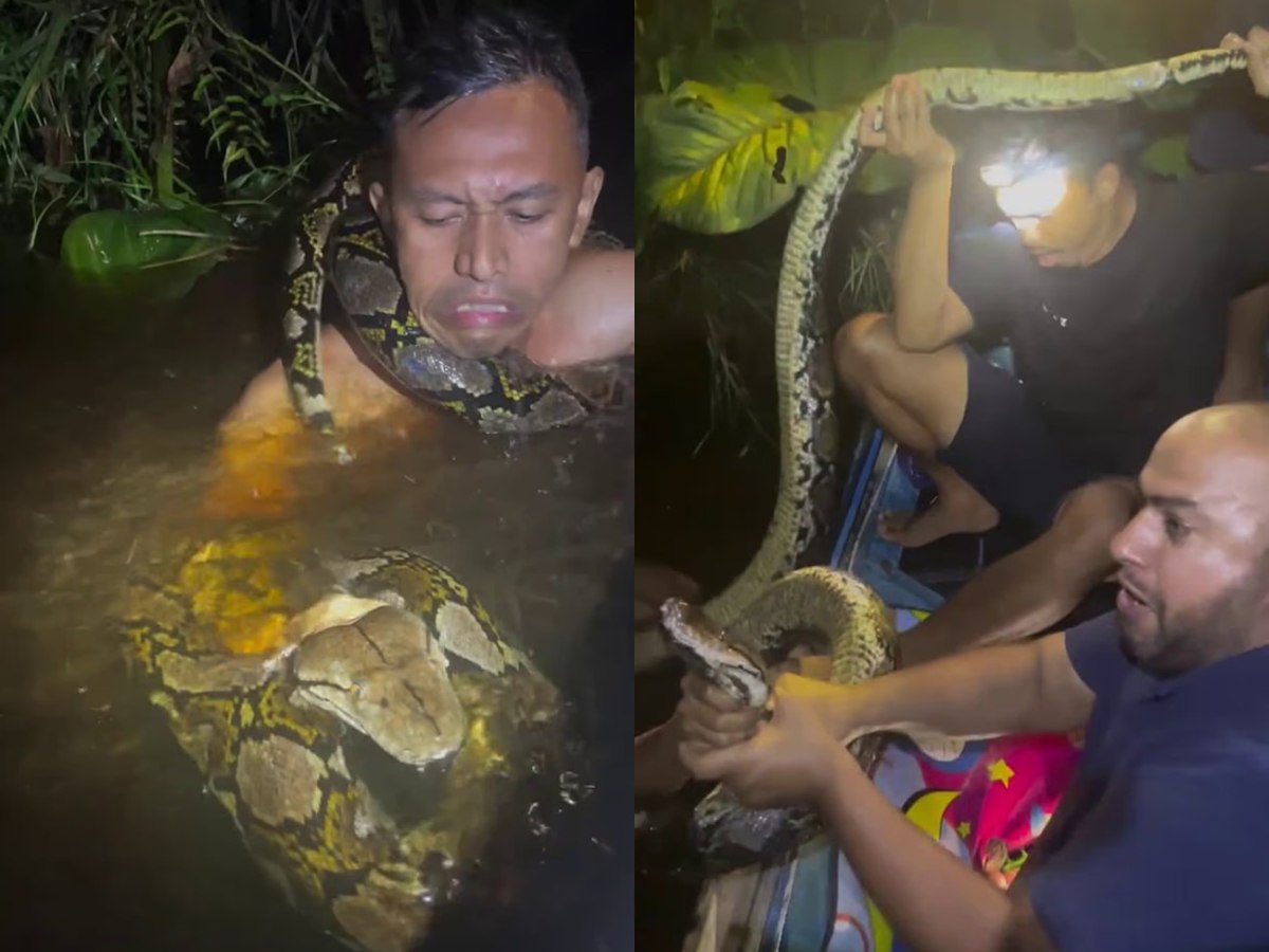 Ένας πύθωνας παραλίγο να πνίξει τον οδηγό επιστημονικής ομάδας στην Ινδονησία [βίντεο]