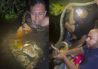 Ένας πύθωνας παραλίγο να πνίξει τον οδηγό επιστημονικής ομάδας στην Ινδονησία [βίντεο]