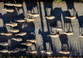 Κτηνοτρόφος ξεκινά απεργία πείνας στη Λάρισα – «Είμαστε άνεργοι, μας θανάτωσαν τα ζώα»