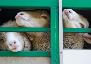 Λασίθι: Πρόστιμο 1 εκατ. ευρώ σε κτηνοτρόφο για ζημιές από ανεξέλεγκτη βόσκηση μετά από 300 μηνύσεις εις βάρος του