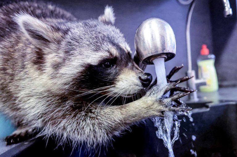 Είναι τα ρακούν το επόμενο κατοικίδιο των Αμερικανών; Μία μελέτη πιστεύει πως… ναι