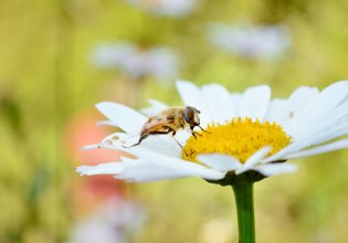 Ανακαλύφθηκε νέο είδος μέλισσας – Την ονόμασαν «Λούσιφερ» λόγω της διαβολικής της όψης