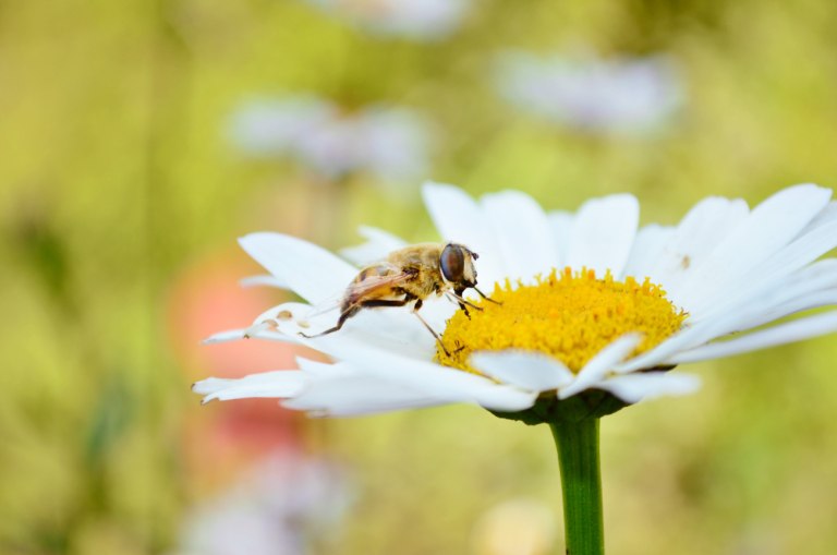 Ανακαλύφθηκε νέο είδος μέλισσας - Την ονόμασαν «Λούσιφερ» λόγω της διαβολικής της όψης
