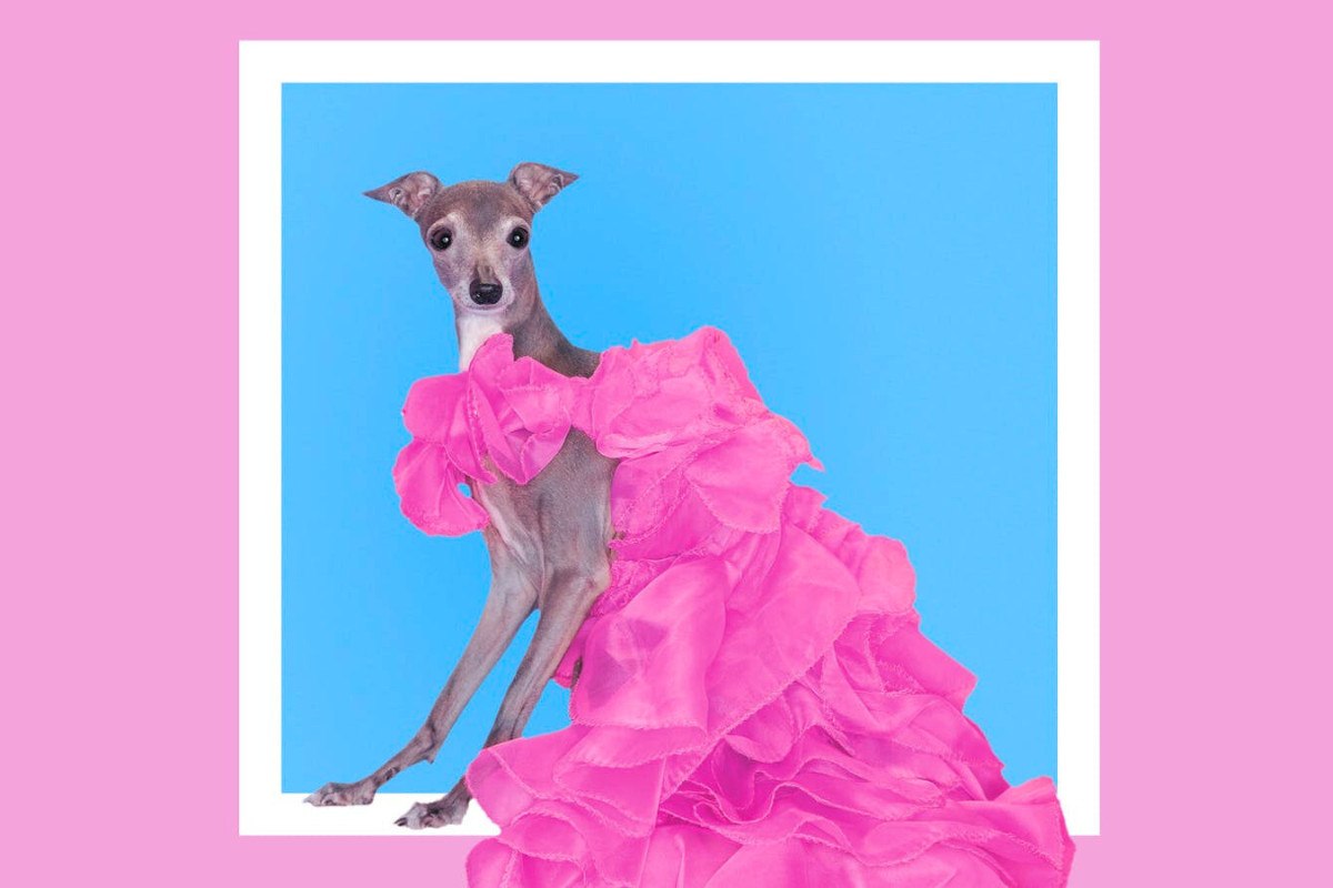 RIP Tika: Πέθανε το λαγωνικό και fashion influencer – «Η Άννα Γουίντουρ των σκύλων»