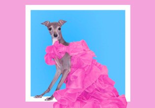 RIP Tika: Πέθανε το λαγωνικό και fashion influencer – «Η Άννα Γουίντουρ των σκύλων»