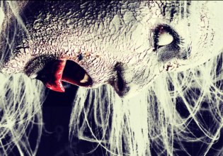 Η καρυδιά του Μπενεβέντο – Εκεί όπου οι μάγισσες επιστρέφουν κάθε νύχτα