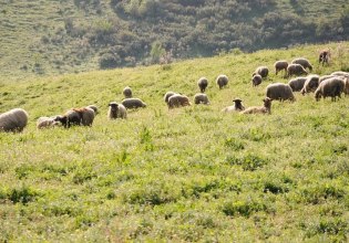 Ζητείται αποζημίωση για τους πληγέντες από Daniel-Elias κτηνοτρόφους της Θεσσαλίας