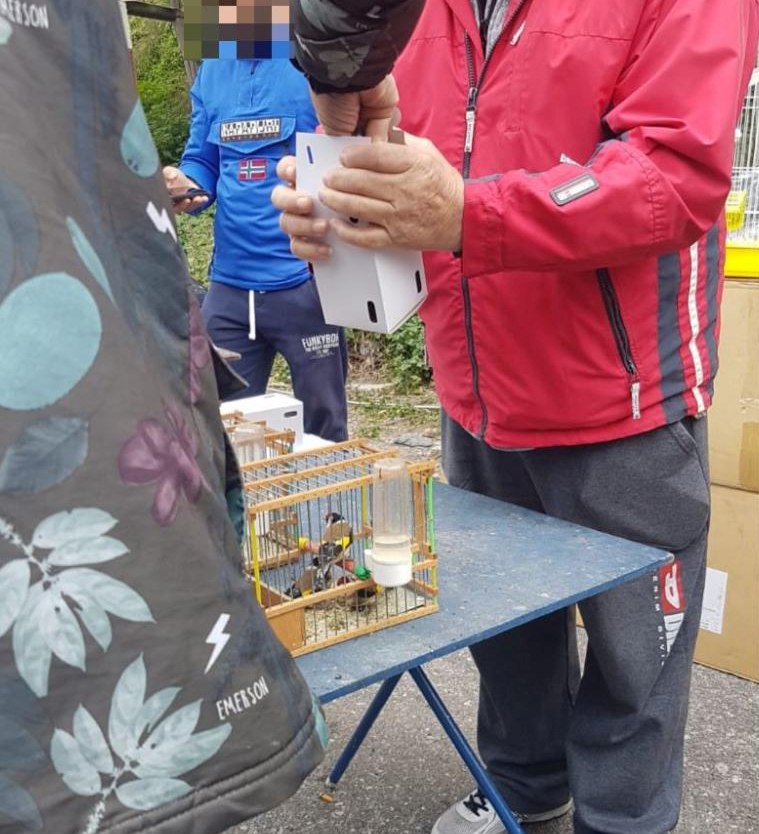 Άγριες καρδερίνες πωλούνται φανερά στο παζάρι του Σχιστού (Ελληνική Ορνθολογική Εταιρεία)