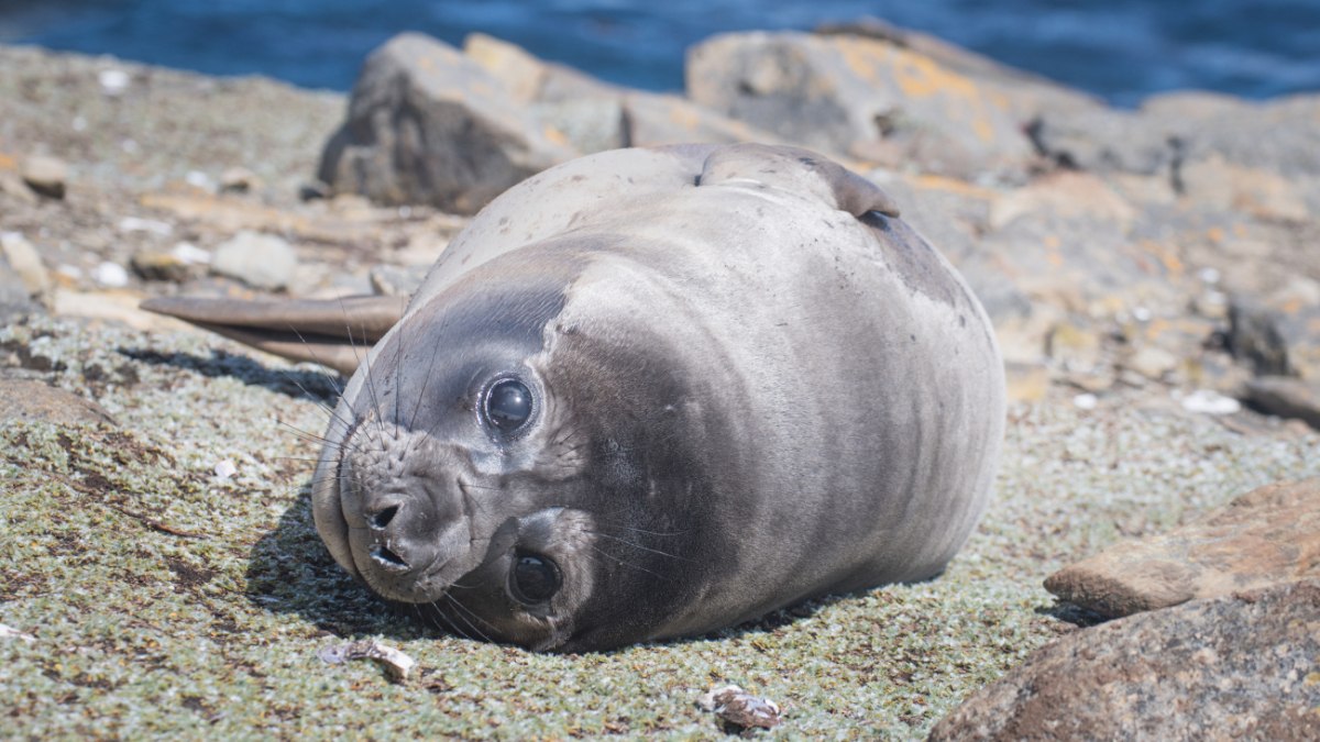 Ύπνος στον αέρα; 4 απίστευτες μέθοδοι που χρησιμοποιούν τα ζώα για να κοιμηθούν ακίνδυνα