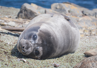 Ύπνος στον αέρα; 4 απίστευτες μέθοδοι που χρησιμοποιούν τα ζώα για να κοιμηθούν ακίνδυνα