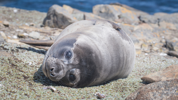 Ύπνος στον αέρα; 4 απίστευτες μέθοδοι που χρησιμοποιούν τα ζώα για να κοιμηθούν ακίνδυνα