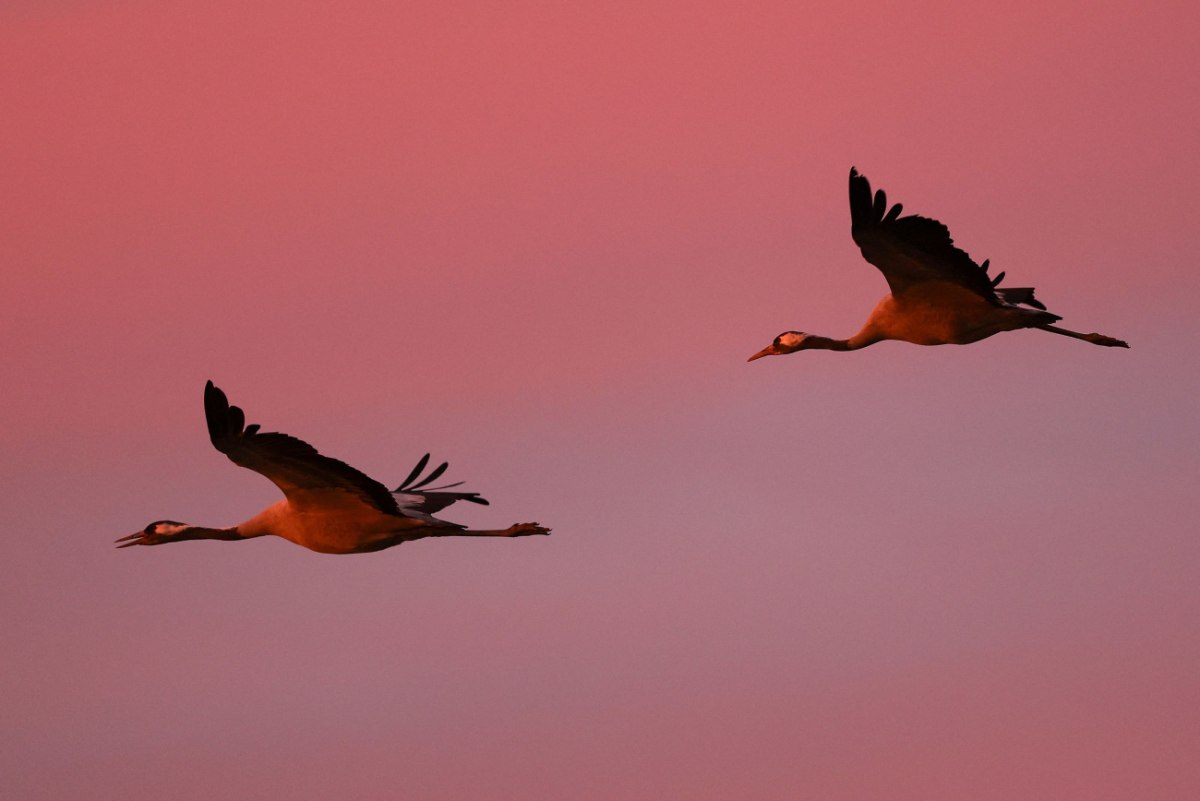 Γερανοί πετούν πάνω από το Γκραντ Εστ της Γαλλίας στις 6 Νοεμβρίου. Ο ιός εξαπλώθηκε σε όλο τον κόσμο χάρη στα μεταναστευτικά πτηνά (Reuters)