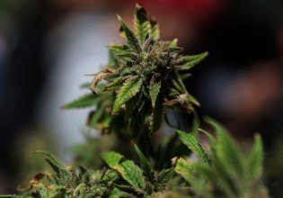 Τι οφέλη προσφέρει η ιατρική κάνναβη; Μπορεί και κανένα, δείχνει η βιβλιογραφία