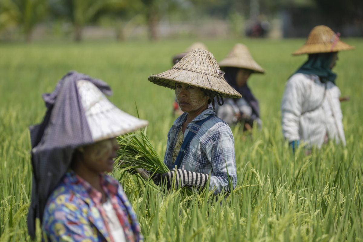 Οι καλλιεργητές ρυζιού στη Μιανμάρ θα μπορούσαν να ωφεληθούν από νέες ποικιλίες με ανθεκτικότητα στη ζέστη (EPA)
